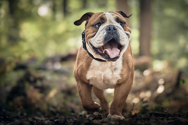 How to Choose the Perfect Dog Food: Tips for Maintaining Your Dog's Health