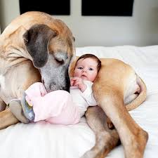 The importance of pets for newborn children