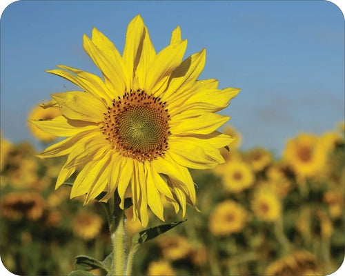 Wilderness Flowers Floral Art  Mouse Pad  Sunflower (