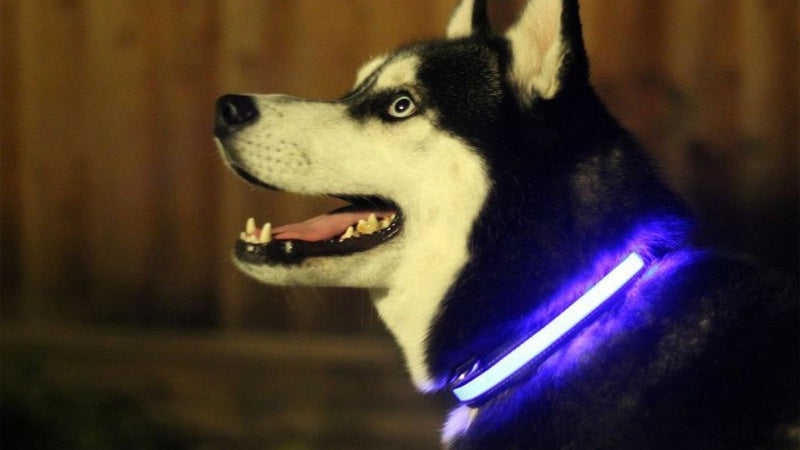 LED Light Up Dog Collar